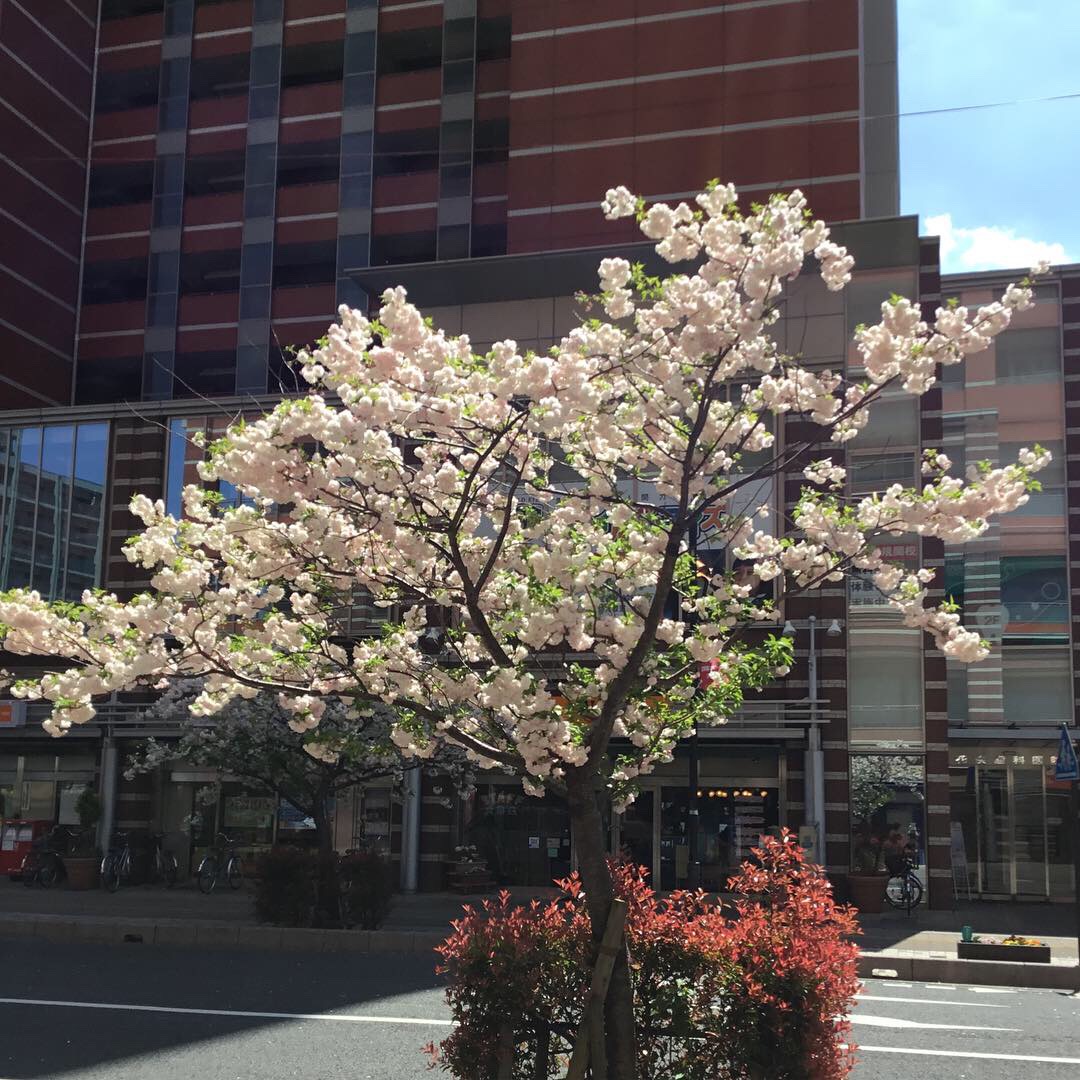 八重桜🌸